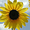 Texas wildflower - Common Sunflower (Helianthus annuus)