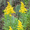 Texas wildflower - Tall Goldenrod (Solidago sp.)
