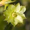 Texas wildflower - Tasajillo (Opuntia leptocaulis)