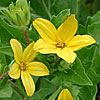 Texas wildflower - Texas Star (Lindheimera texana)