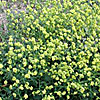 Texas wildflower - Bastard-cabbage (Rapistrum rugosum)