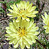 Texas wildflower - Texas Dandelion (Pyrrhopappus multicaulis)