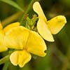 Texas wildflower - Wild Cowpea (Vigna luteola)