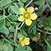 Texas wildflower - Yellow Wood-Sorrel (Oxalis Dillenii)