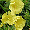 Texas wildflower - Western Primrose (Calylophus Hartweggii)