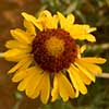 Texas wildflower - Yellow Gaillardia (Gaillardia pinnatifida)
