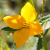 Texas wildflower - Yellow Meadow Beauty (Rhexia lutea)