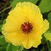 Texas wildflower - Yellow Prickly Poppy (Argemone mexicana)