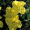 Texas wildflower - Yellow Primrose